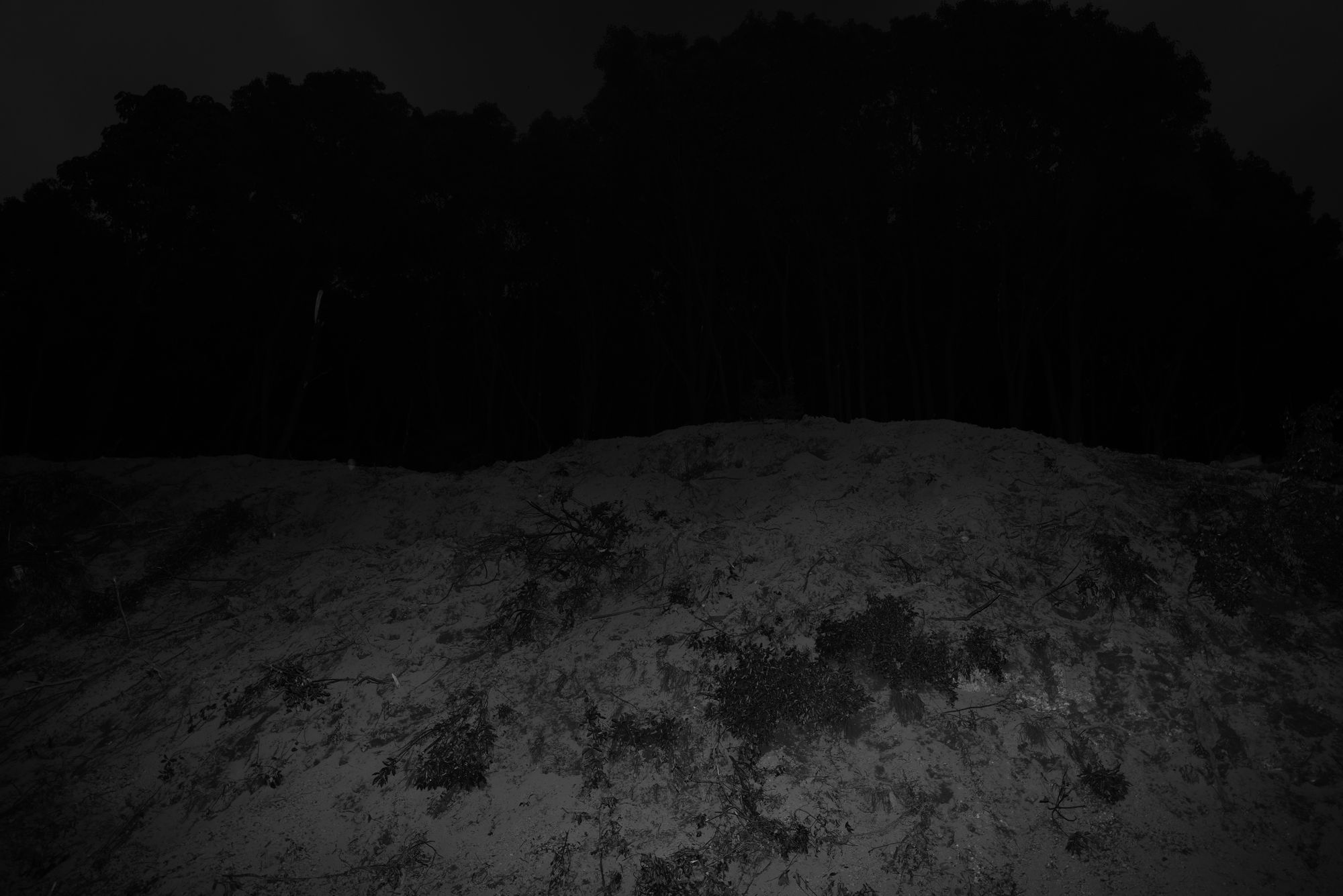 森林夜色 Pt.8