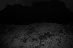 森林夜色 Pt.8